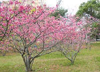 公園内には桜の木が至る所に植えられていて、隠れた花見スポットかも。この日もお弁当を広げる家族連れの姿が。