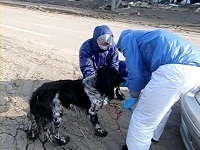 福島原発で被災した犬を救助し支援中です