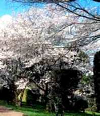 国の名勝及び天然記念物の山桜